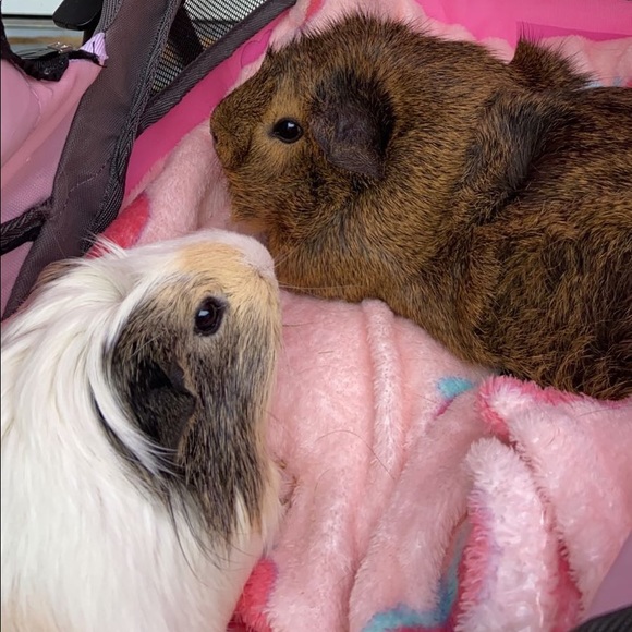 Meet your Posher, Heather - Picture 4 of 5